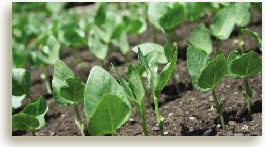 bean seedlings