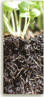 soil roots